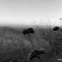 IMG_0490