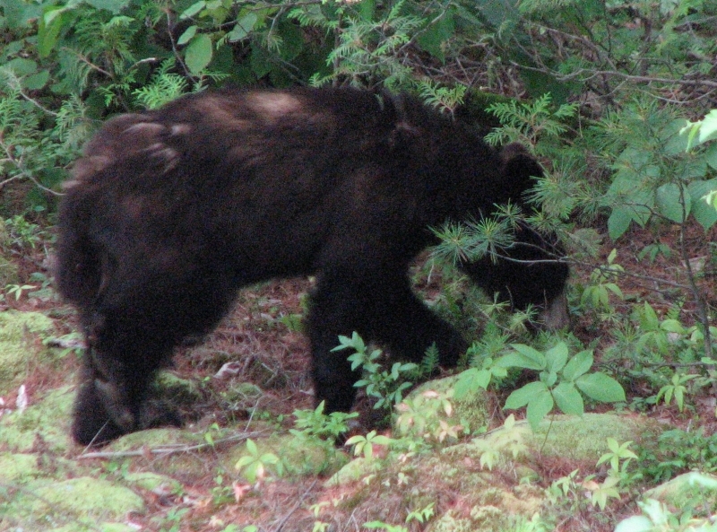 canada07-09 116