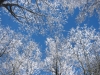 MOUNT LECONTE