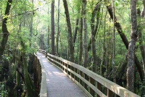 East River Swamp Trail