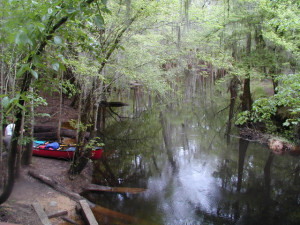 Congaree Swamp