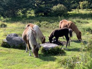 Wild Ponies In Jefferson National Forest
