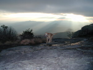 Blood Mountain