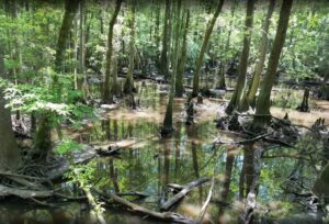 West River Swamp Trail