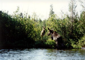 royal42 N2Backpacking - Royal42 300x210 