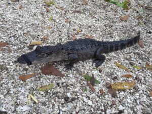 Around The Horn Trail